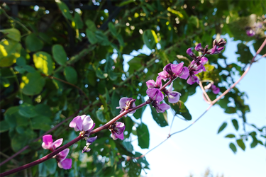 DSC02938_R