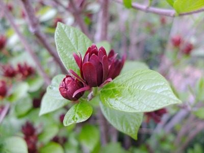 DSCF2498_R