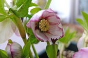 DSCF1011_R