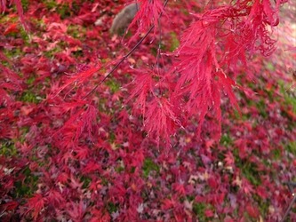 DSCF6917_R