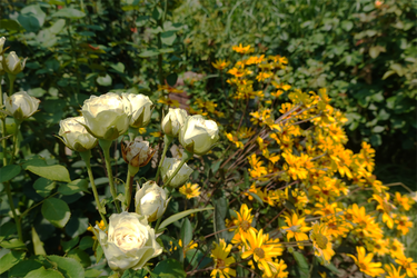 DSC08769_R