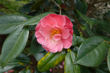 DSC06074_R