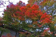 DSCF7858_R