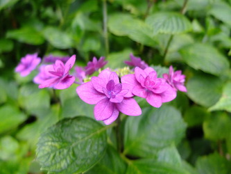DSCF0376