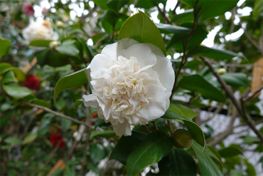 DSC06029_R