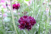 DSCF2171_R