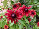 DSCF2534_R