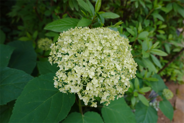 DSC08064_R