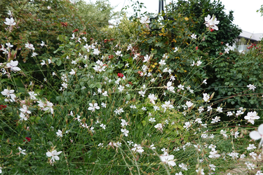 DSC08980_R