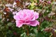 DSCF5871_R