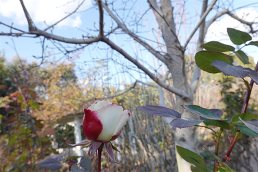 DSC09606_R