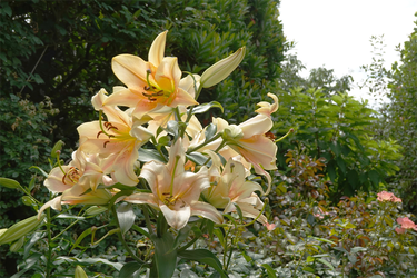 DSC08469_R