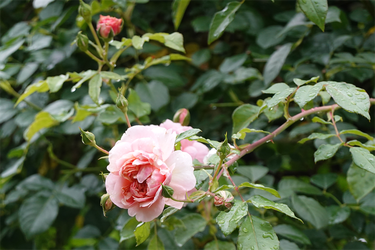 DSC08609_R