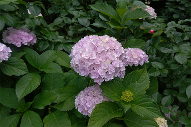 DSC08094_R
