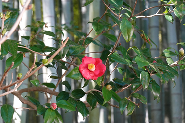 DSC00461_R