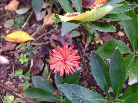 DSCF4222_R