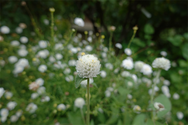 DSC09309_R