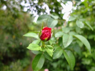 DSCF1540_R