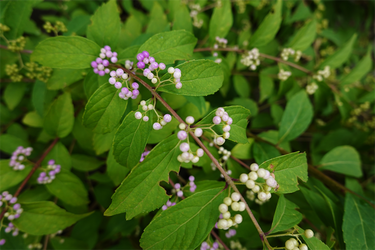 DSC07621_R