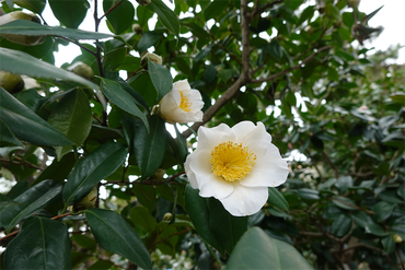 DSC06036_R