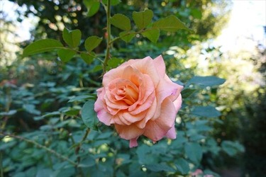DSC02650_R