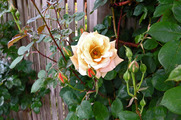 DSCF3230_R