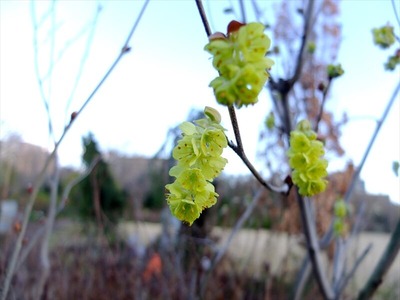 DSCF4731_R