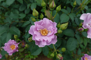 DSC07321_R