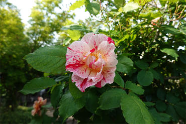 DSC07168_R