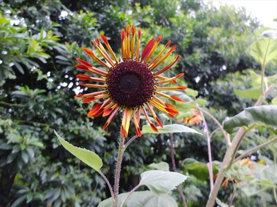 DSCF4798_R