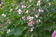DSCF5093_R
