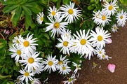 DSCF6442_R