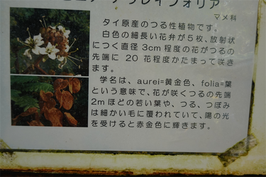 DSC03844_R