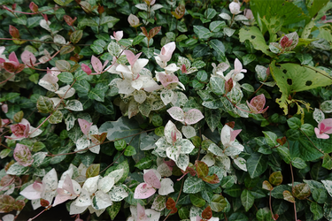 DSC09300_R