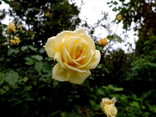 DSCF5536_R