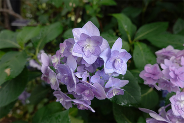 DSC08237_R