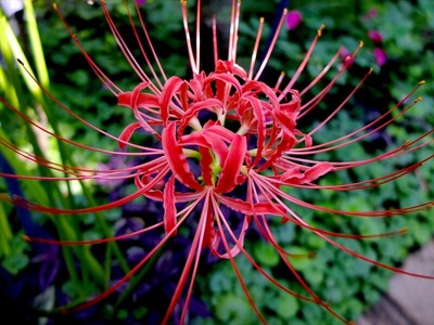 DSCF5425_R