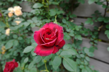 DSC07281_R