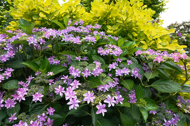 DSC08046_R