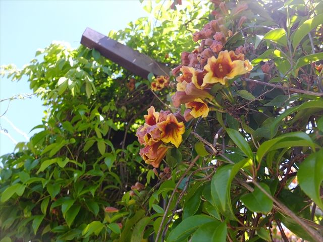 藍川京 の部屋 京都府立植物園 ツリガネカズラ ナンジャモンジャの木など Livedoor Blog ブログ