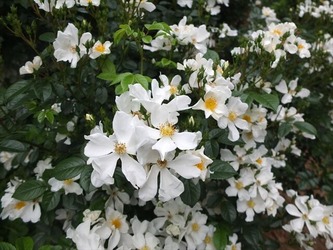 DSCF0284_R