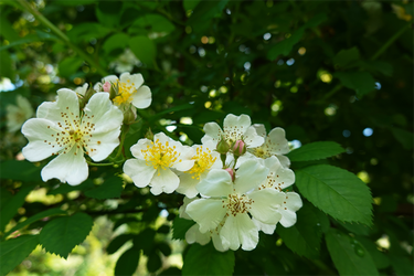 DSC01489_R