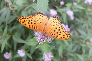 DSCF7438_R