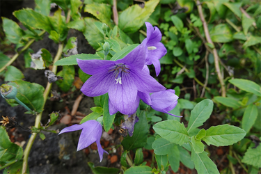 DSC09894_R