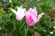 DSCF1019_R