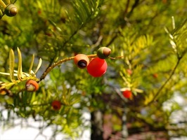 DSCF5366_R