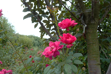 DSC09323_R