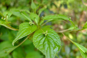 DSCF1237_R