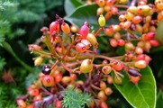 DSCF3868_R