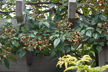 DSC09322_R